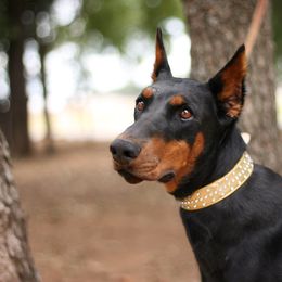 Willow - Doberman Pinscher