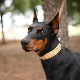Willow - Doberman Pinscher