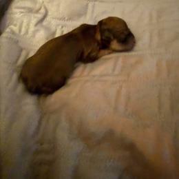 Girl 3 - female Havanese puppy in Hudson, New York from Havanese of Claverack and Hudson Valley Labradors