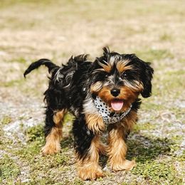 Aussiedoodles, Cavapoos, Goldendoodles, Miniature Australian Shepherds, and Poodles from Copper Lane Aussies, Doodles & Cavapoos