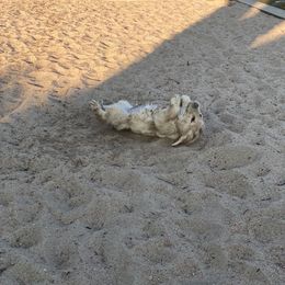 Golden Retriever Puppies from EP's Golden Retrievers