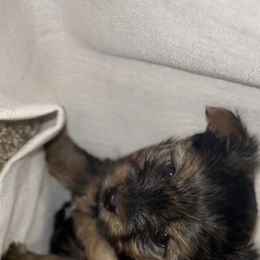 Yorkshire Terrier Puppies from QT Pie Pups