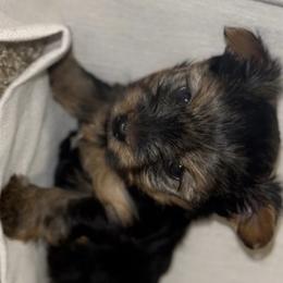 Yorkshire Terrier Puppies from QT Pie Pups