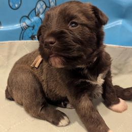 Girl 2 light pink collar - Liver female Miniature Schnauzer puppy in Eupora, Mississippi from Mississippi Mini Schnauzers
