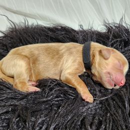 Goldendoodle Puppies from Lila's Teddybear Goldendoodles