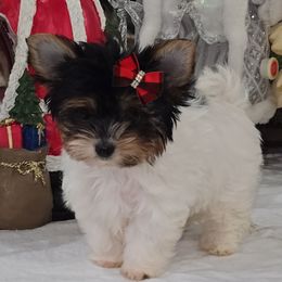 Lola jr - Black tan and white female Biewer Terrier puppy in Modesto, California from Granny's yorkshire Terrier Modesto California