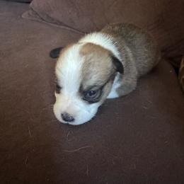 Lady - Red female Pembroke Welsh Corgi puppy in Royston, Georgia from A&M K9’s