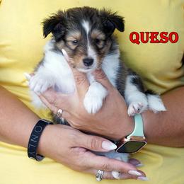 Queso - Mahogany sable boy - Sable and white male Shetland Sheepdog puppy in Frazeysburg, Ohio from Mountain High Kennels