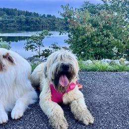Soft Coated Wheaten Terriers from Ironwood Ridge Kennels