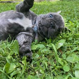 French Bulldog Puppies from Camarra King