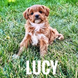 Lucy - Red  female Goldendoodle puppy in Bountiful, Utah from Red Brick Doodles