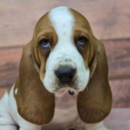 Champagne - Mahogany and white female Basset Hound puppy in Lebanon, Ohio from Lady Mae Bassets