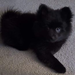 Pomeranian Puppies from KB Pom Pups