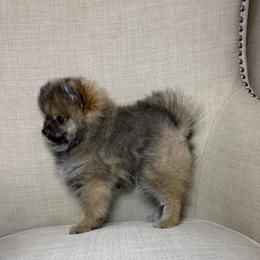Lexi - Orange female Pomeranian puppy in Phoenix, Arizona from Luxpomz