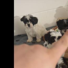 Pablo - Piebald male Morkie puppy in Aliquippa, Pennsylvania from The Morkie Mom