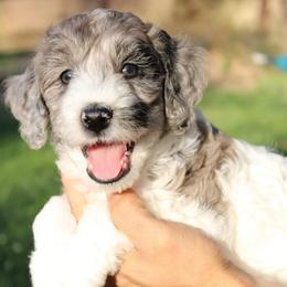 Butterfly - Parti female Goldendoodle puppy in Grants Pass, Oregon from Oregon Valley Doodles