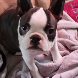 Boston Terrier Puppies from Big Sky Bostons