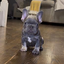 Green - Blue male French Bulldog puppy in Bolingbrook, Illinois from Flores Frenchies
