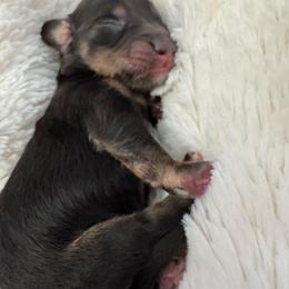 Hans - Black and tan male Dachshund puppy in Summit, South Carolina from Doxies4Paws