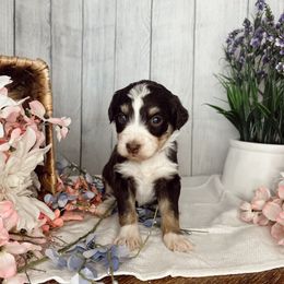 Aussiedoodle and Goldendoodle Puppies from Utah Faith Doodles