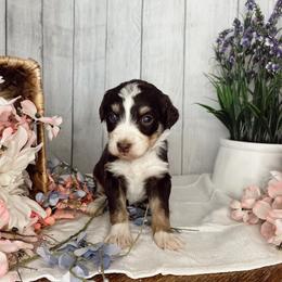 Aussiedoodle and Goldendoodle Puppies from Utah Faith Doodles