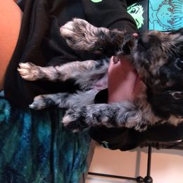 Aussiedoodle Puppies from NC Aussiedoodles