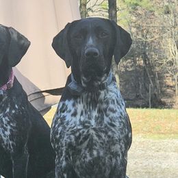 Lulu - German Shorthaired Pointer