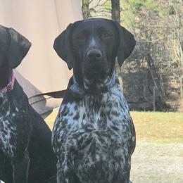 Lulu - German Shorthaired Pointer