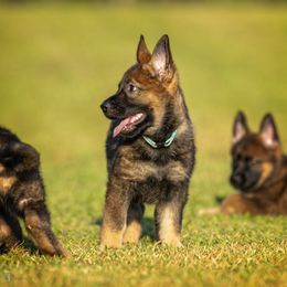 German Shepherd Puppies from Sommerfeld German Shepherds