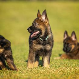 German Shepherd Puppies from Sommerfeld German Shepherds