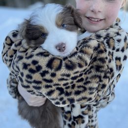 Australian Shepherd Puppies from Country Court Aussies
