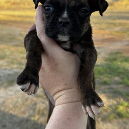 Ash - Brindle male Boxer puppy in Briggs, Texas from Dark Horse Boxers