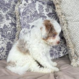Zazu - Red merle male Aussiedoodle puppy in Rainbow City, Alabama from Creek Bend Farm