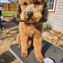 Cockapoo puppies from Phamily Doodles