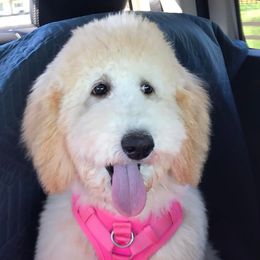 Poodles from J & J’s Standards