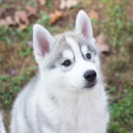 Siberian Husky Puppies from Zobela Siberians