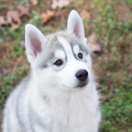 Siberian Husky Puppies from Zobela Siberians