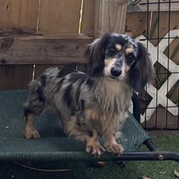 Orion - Dachshund