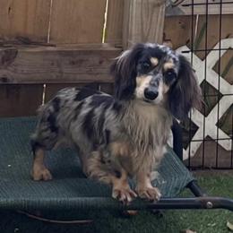 Orion - Dachshund