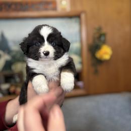 Ranger - Black tri male Miniature Australian Shepherd puppy in Hopkins, Missouri from Mowry Creek Mini Aussiedoodles and More