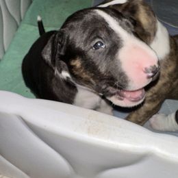 Little Man - Black brindle and white male Bull Terrier puppy in Springfield, Ohio from Lynn Hill Bull Terriers