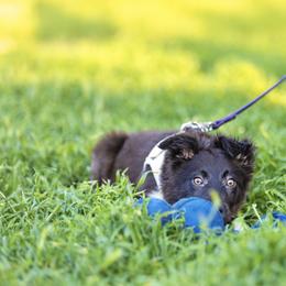 Border Collie and German Shepherd Puppies from Von Guadachi German Shepherds & Audacity Border Collies