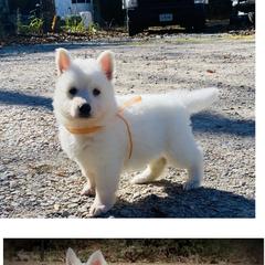 Berger Blanc Suisse Puppies from Wynter Spirit Kennels