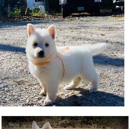 Berger Blanc Suisse Puppies from Wynter Spirit Kennels