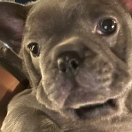 French Bulldogs from Luxury French Bulldogs