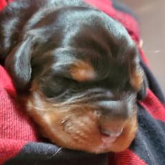 Boy 2 - male Gordon Setter puppy in from Katherine's Golden Retrievers, Gordon Setters, and English Setters