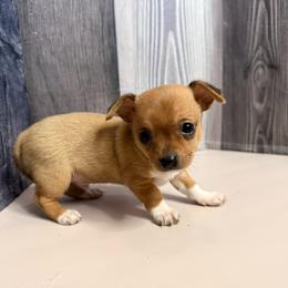 Silas - Red male Chihuahua puppy in Sherwood, Arkansas from Bartelt Breeders