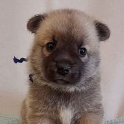 Norwegian Buhunds from Rose Shadow Ranch