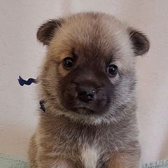 Norwegian Buhunds from Rose Shadow Ranch