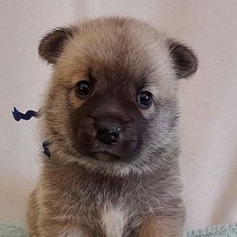 Norwegian Buhunds from Rose Shadow Ranch